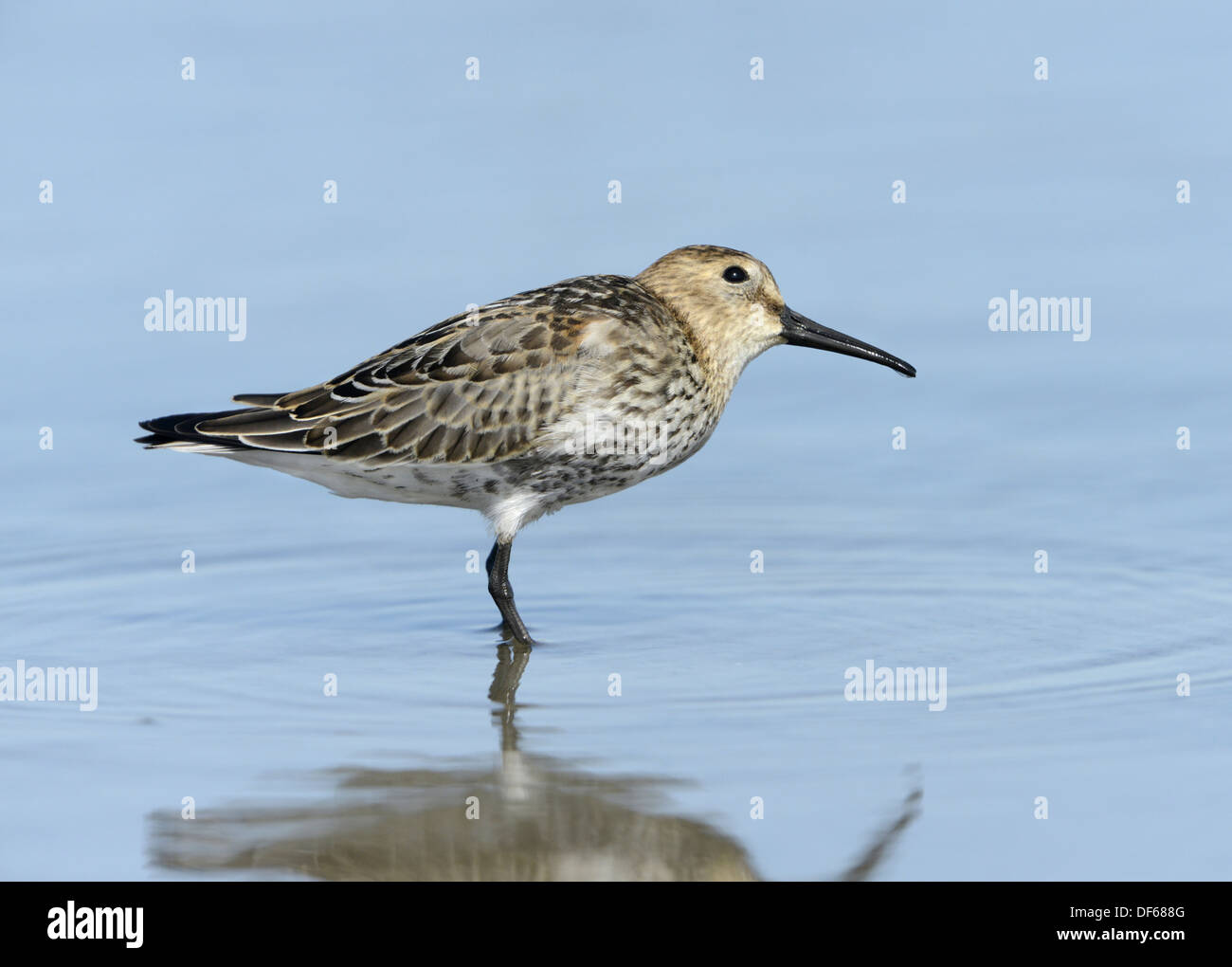 Le bécasseau variable Calidris alpina Banque D'Images
