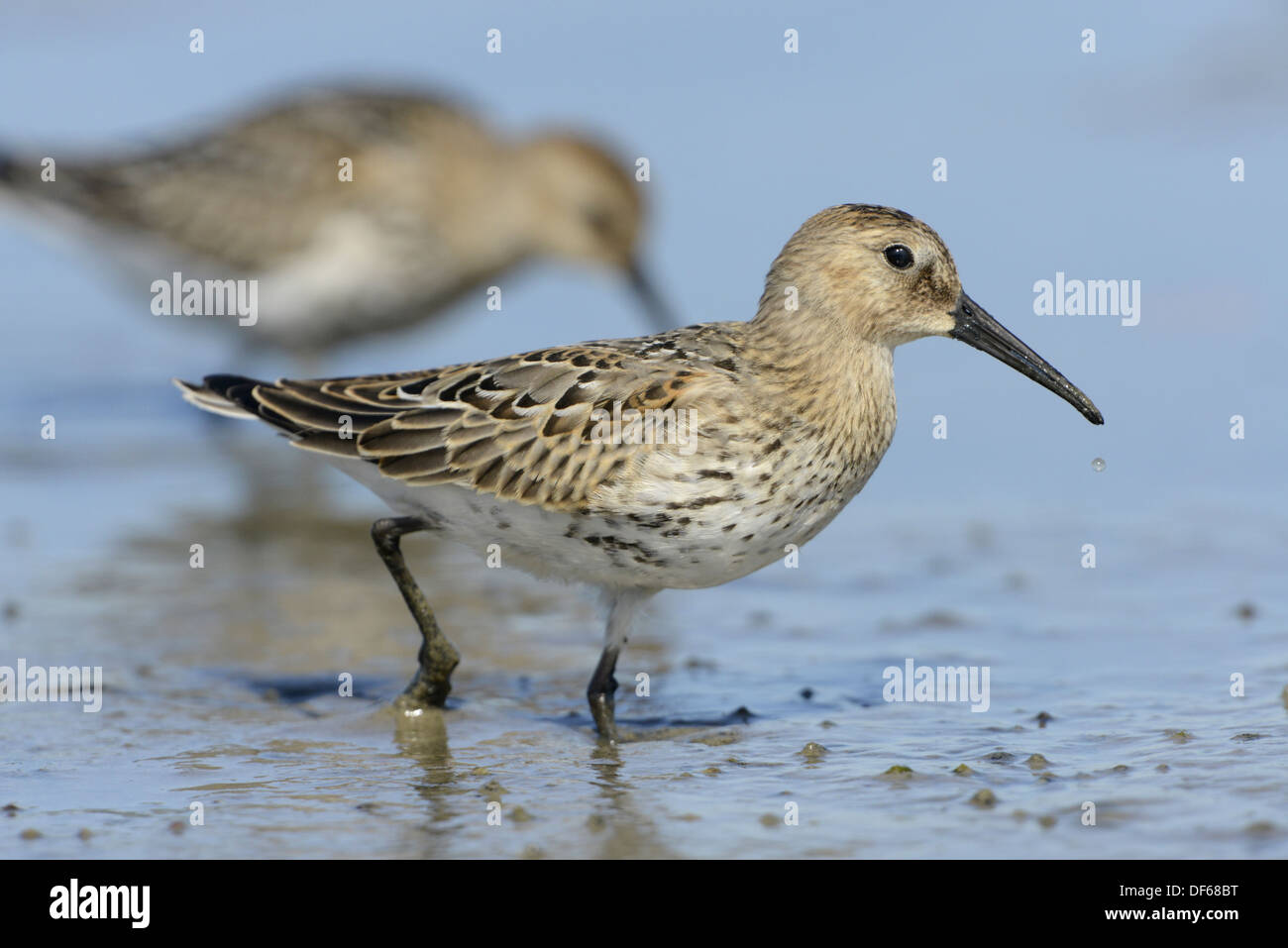Le bécasseau variable Calidris alpina Banque D'Images