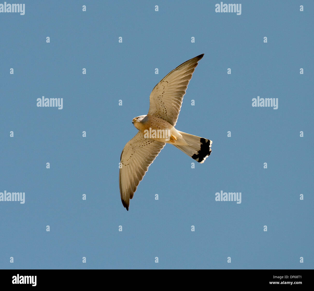 - Faucon crécerellette Falco naumanni Banque D'Images