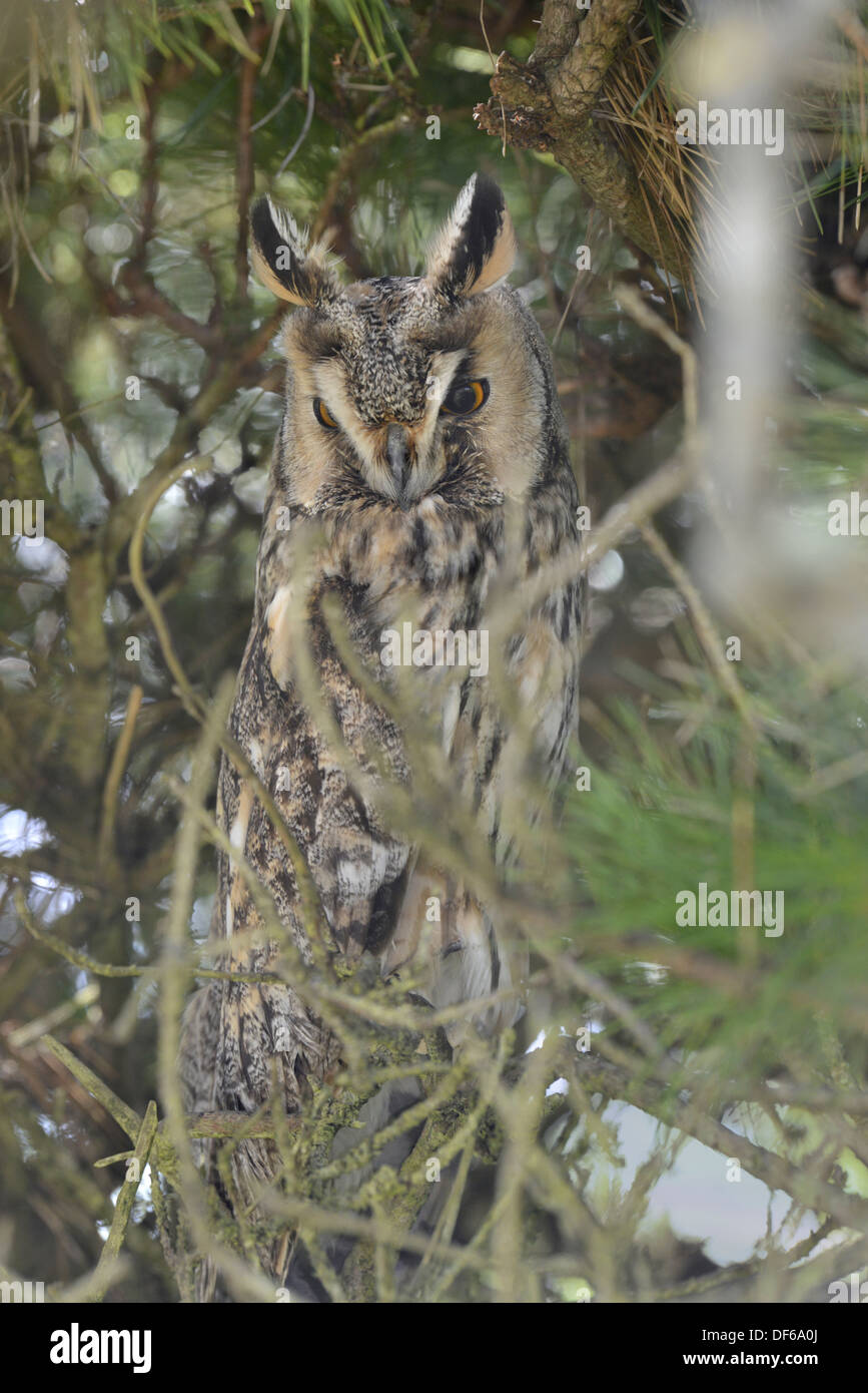 Long-eared Owl Asio otus Banque D'Images