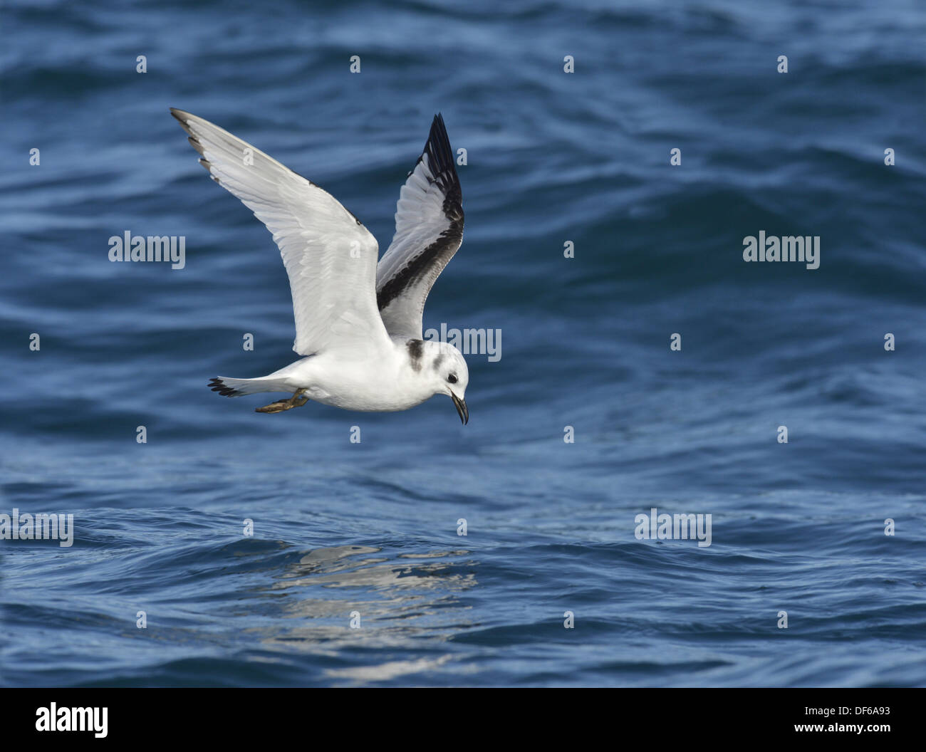 Mouette tridactyle (Rissa tridactyla) - en vol pour mineurs Banque D'Images