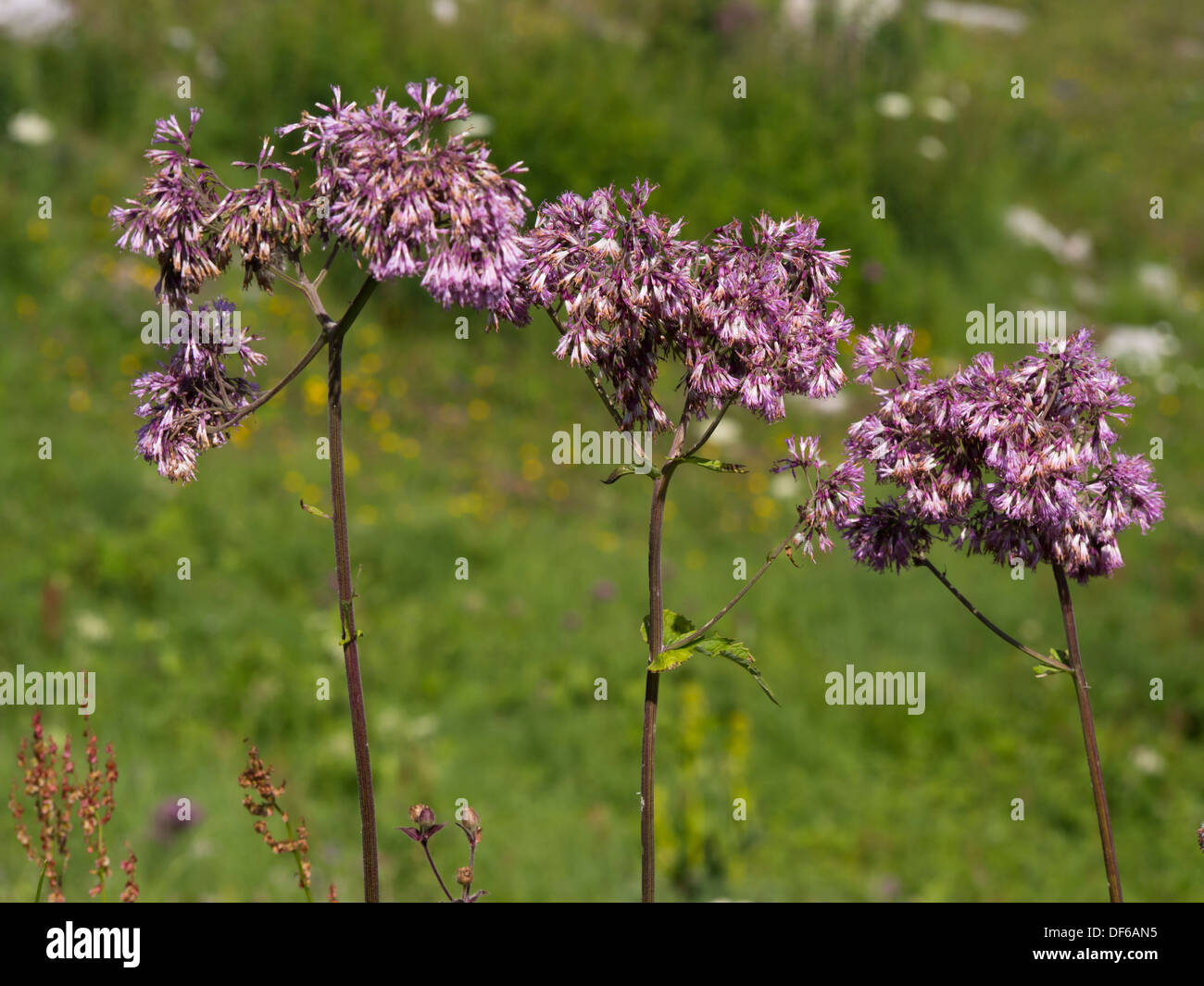 Adenostyles alliariae fleurs alpestres,common adenostyles , dans une prairie de montagne suisse Banque D'Images