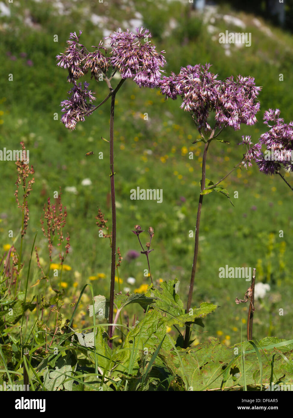 Probablement Adenostyles alliariae fleurs alpestres dans une prairie de montagne suisse Banque D'Images