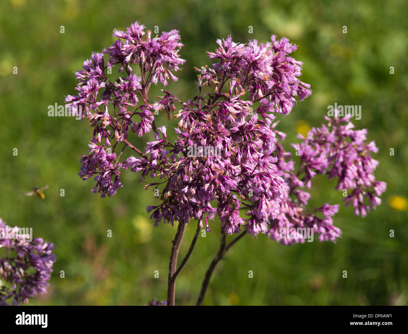 Probablement Adenostyles alliariae fleurs alpestres dans une prairie de montagne suisse Banque D'Images