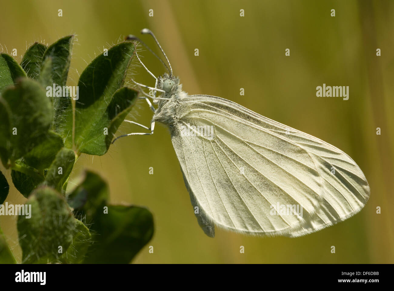 Papillon blanc en bois (Leptidea sinapis) Banque D'Images