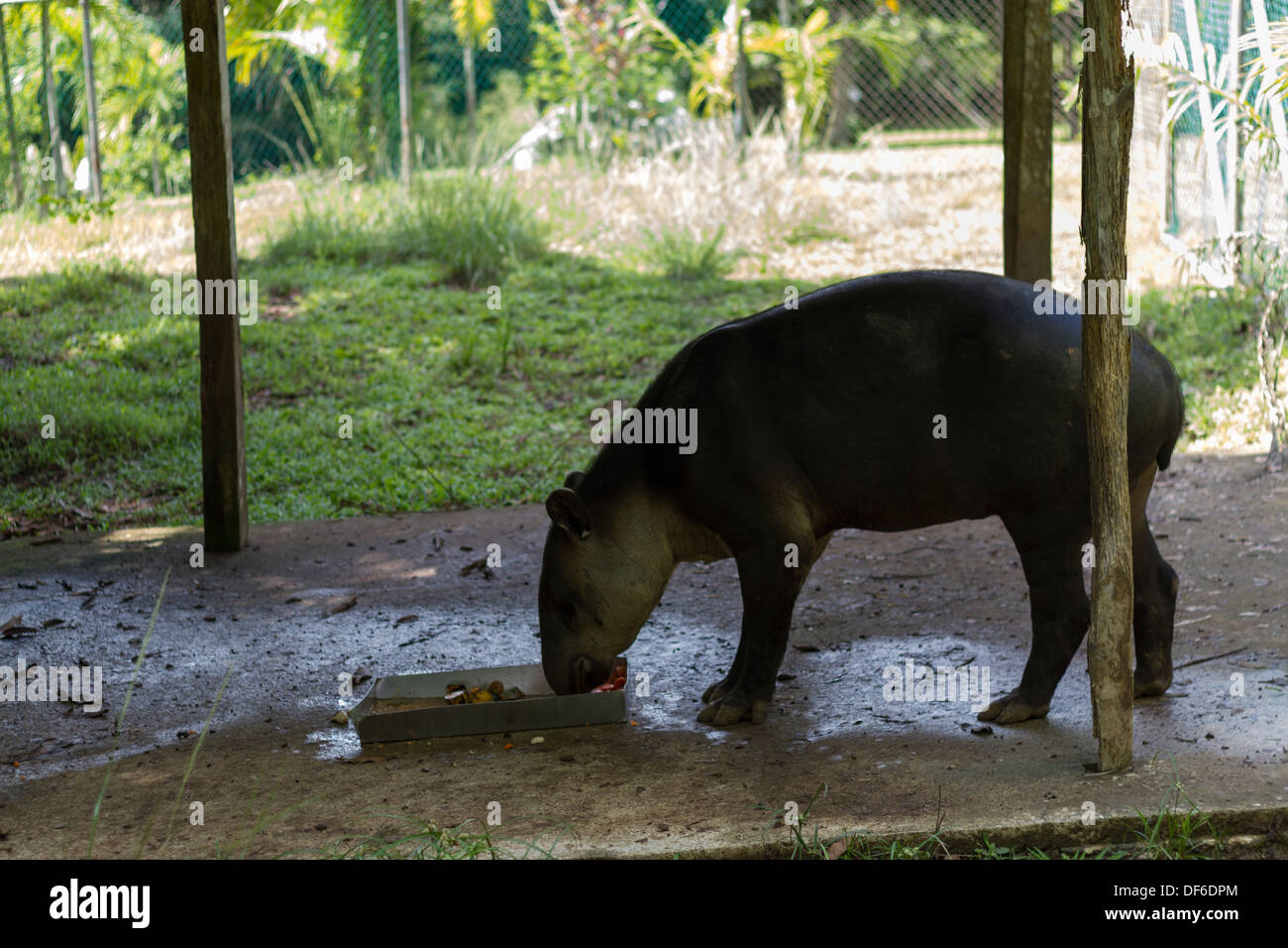 Tapir de Baird, une espèce originaire d'Amérique centrale et du nord de l'Amérique du Sud Banque D'Images