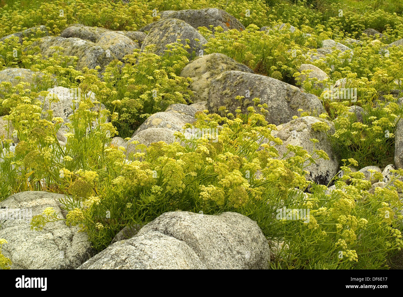 Fenouil de mer (Crithmum maritimum) floraison sur les rochers côtiers Banque D'Images