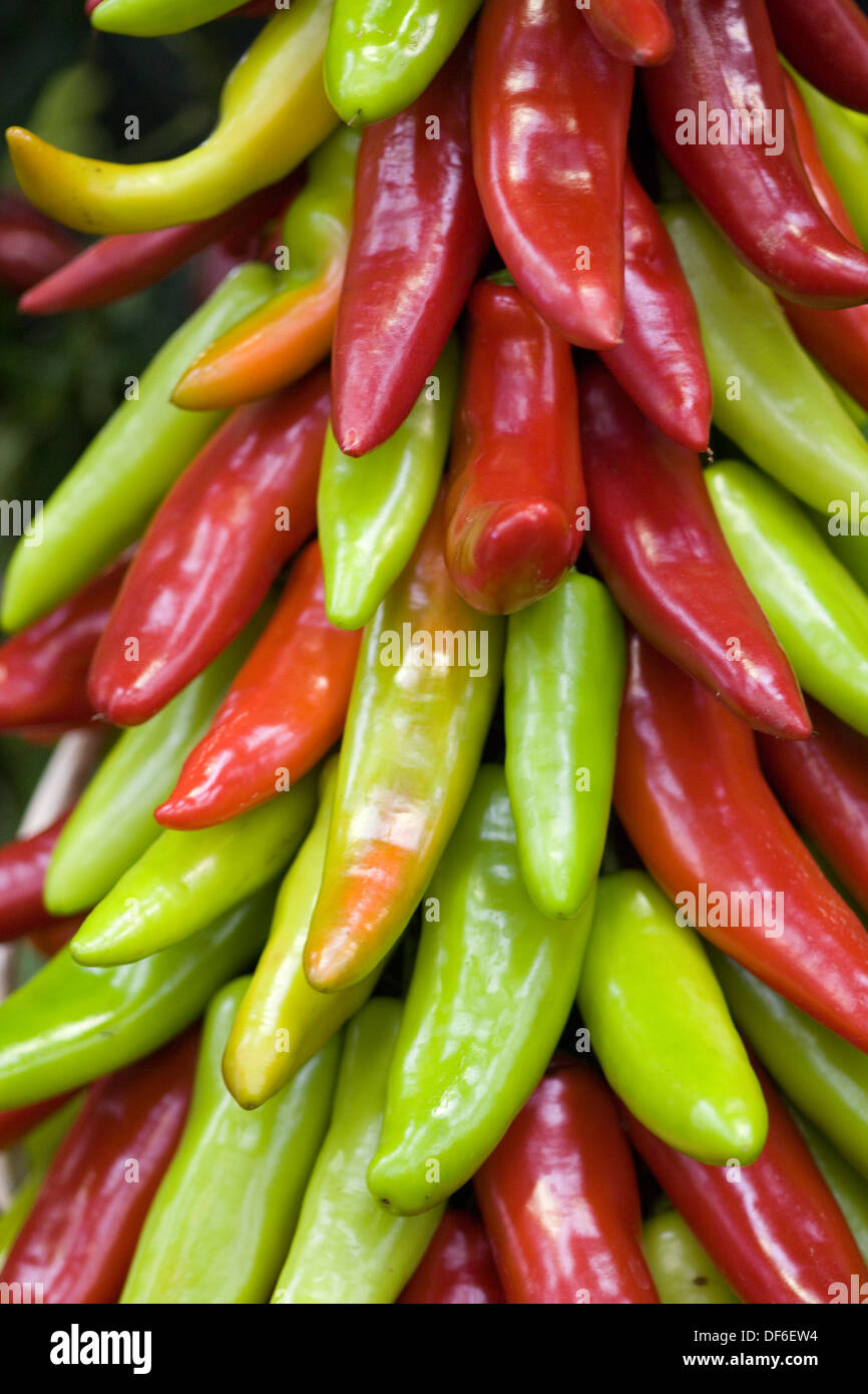 Piment de guinée Banque de photographies et d’images à haute résolution