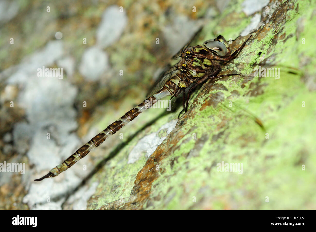Spectre de l'homme libellule (Boyeria irene Photo Stock - Alamy