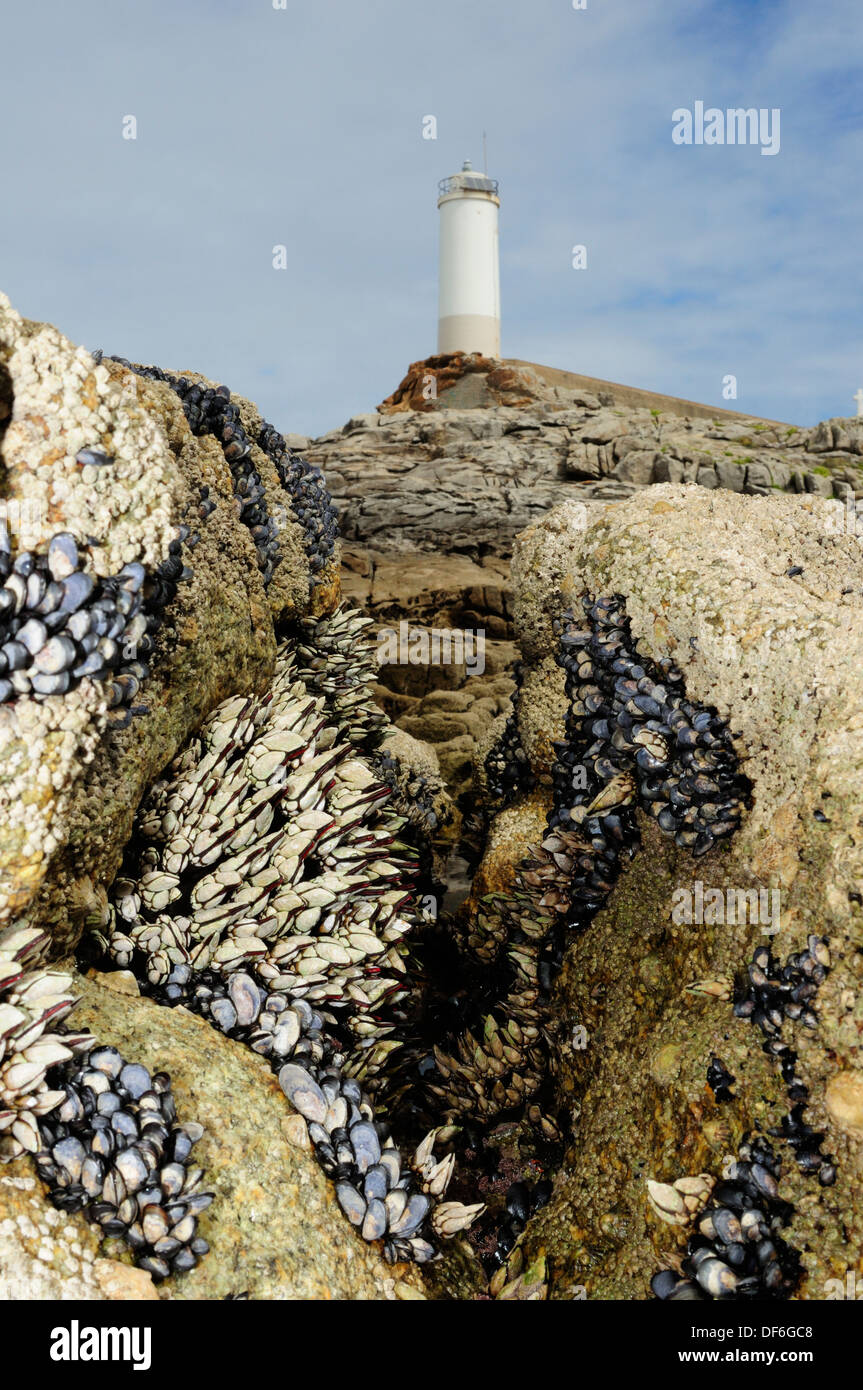 Les moules et les balanes oie dans une région côtière crevasses. Banque D'Images