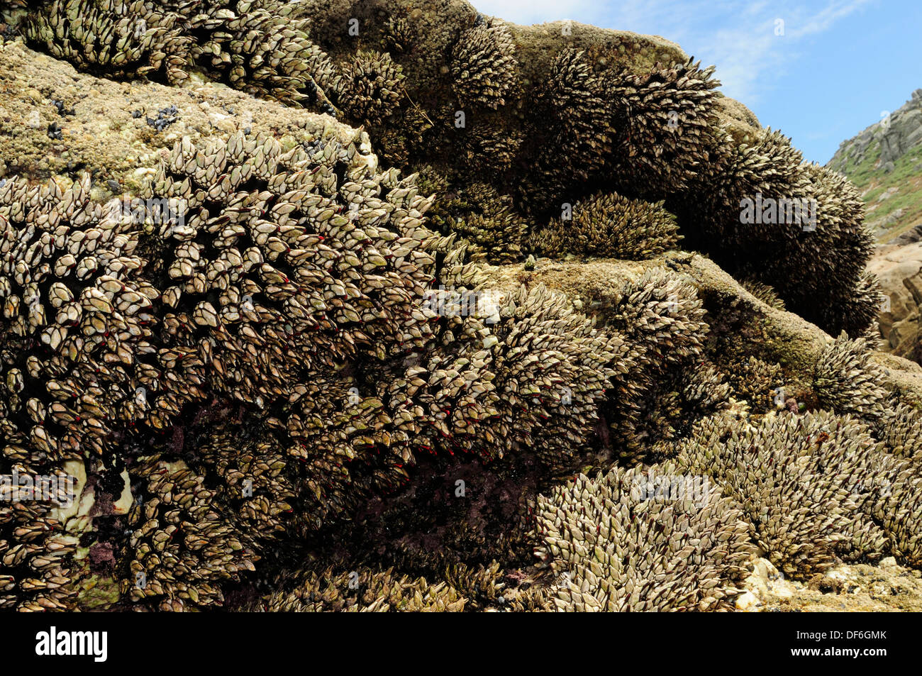 Groupe de goose barnacles (Pollicipes pollicipes) couvrant les zones côtières rocks Banque D'Images