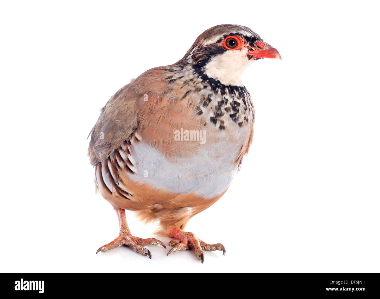 Red-legged Partridge, Français ou Alectoris rufa in front of white background Banque D'Images