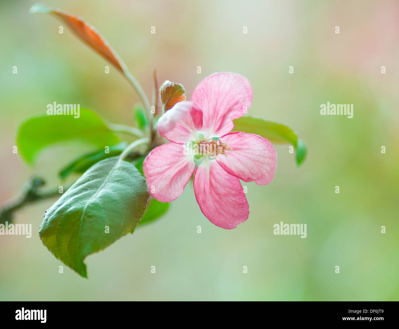Un Rosybloom Gladiator pommetier en fleurs au printemps. Edmonton, Alberta, Canada. Banque D'Images