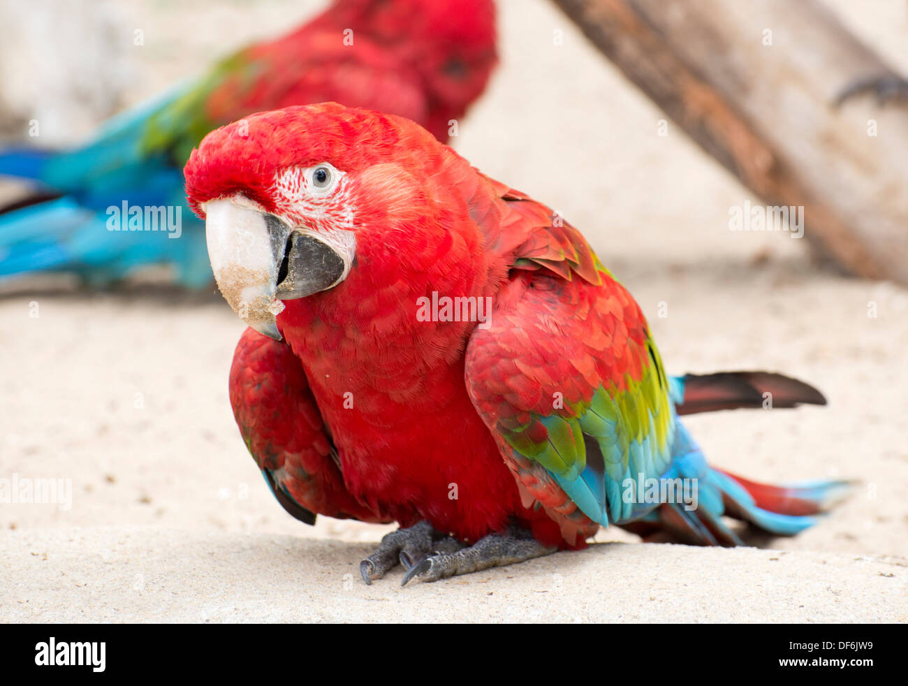 Perroquet ara rouge dans un parc zoologic Banque D'Images