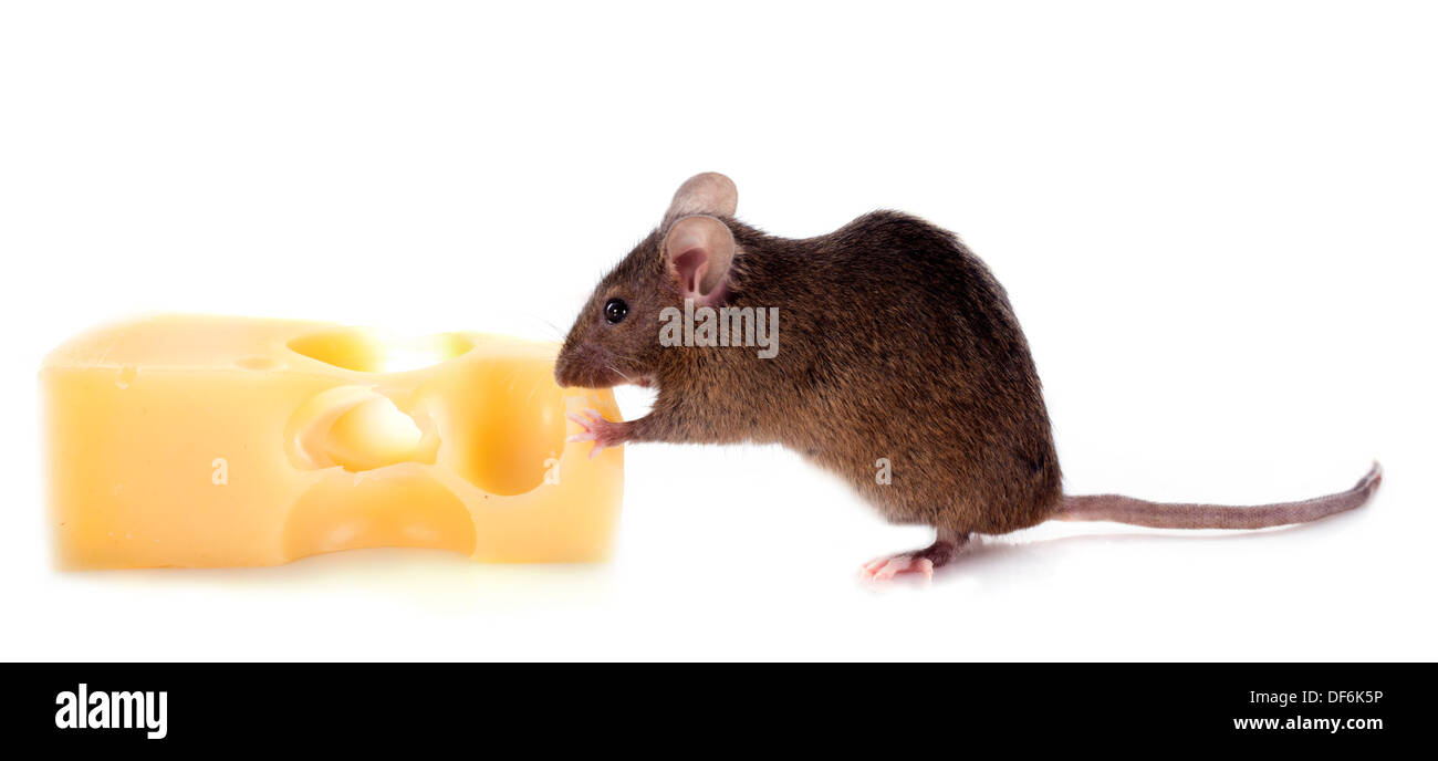 La souris et le fromage in front of white background Banque D'Images