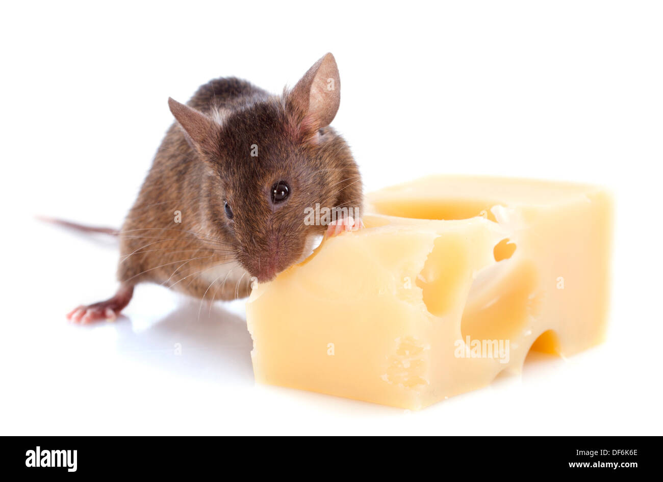 La souris et le fromage in front of white background Banque D'Images