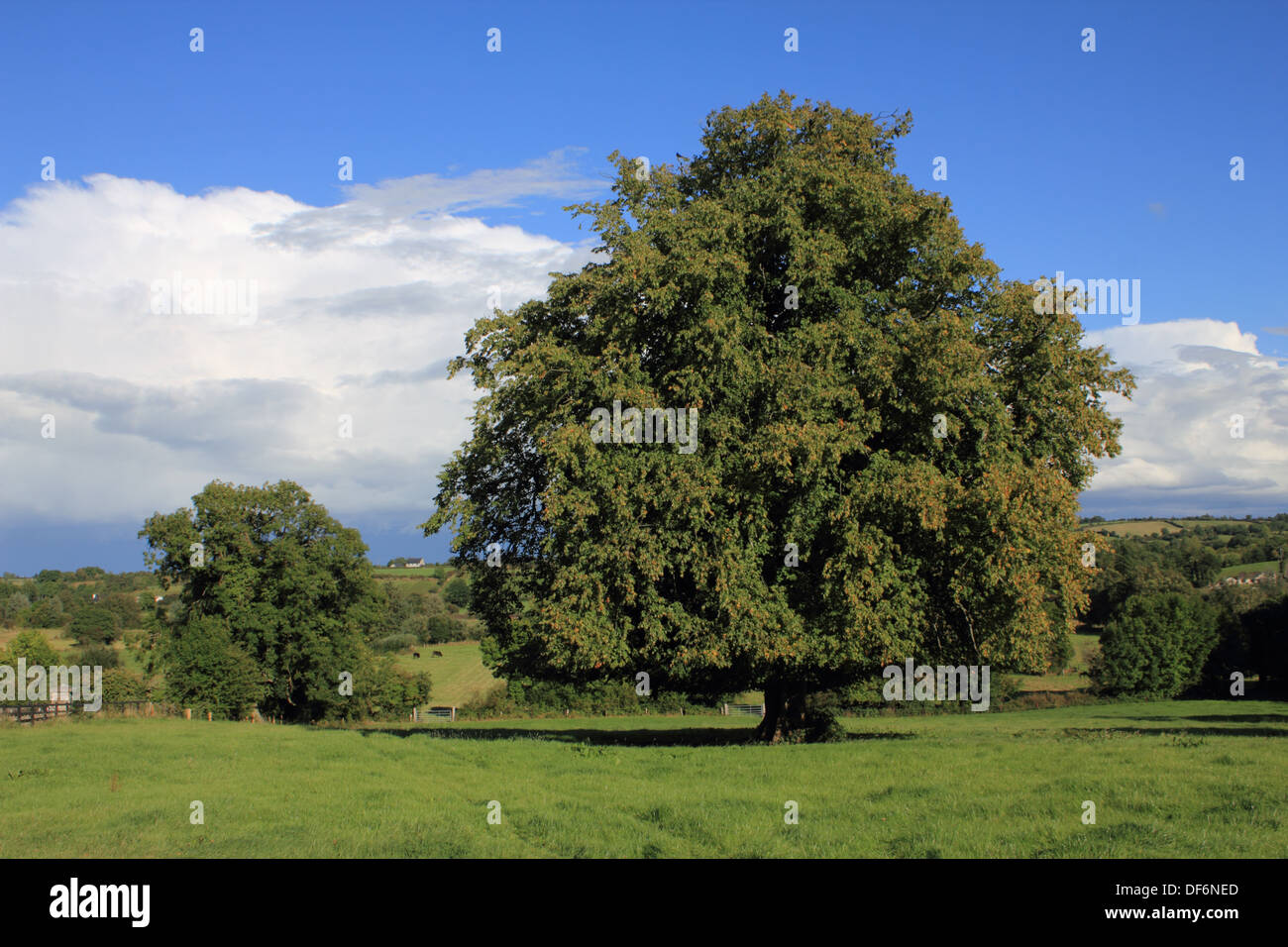 Campagne Près de Cloone village de County Leitrim, Ireland. Banque D'Images