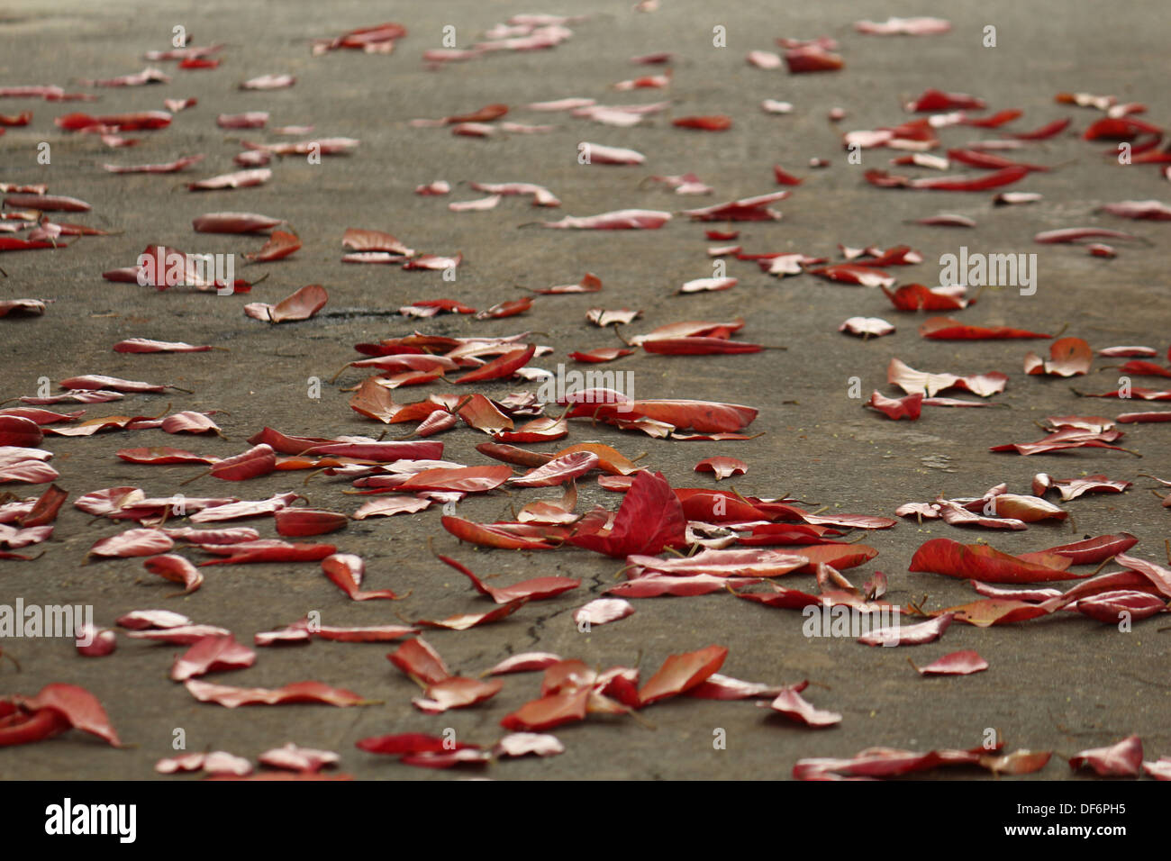 Les feuilles tombées de l'amandier indien Banque D'Images