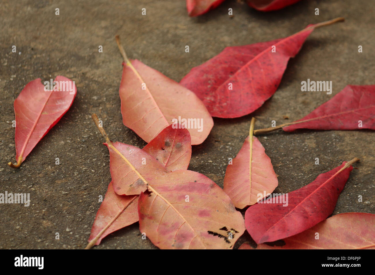 Les feuilles tombées de l'amandier indien Banque D'Images