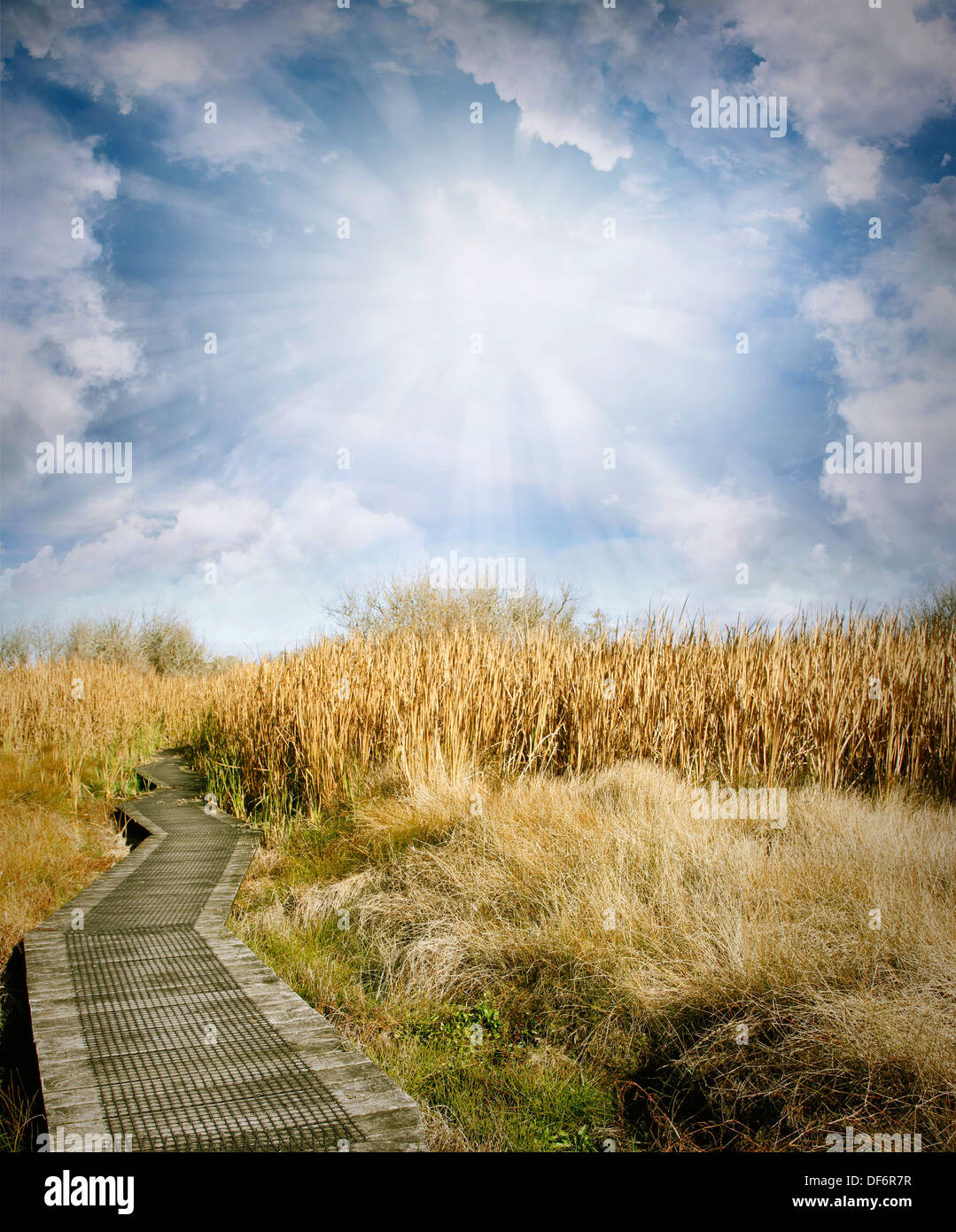 Promenade en bois menant dans les zones humides Banque D'Images