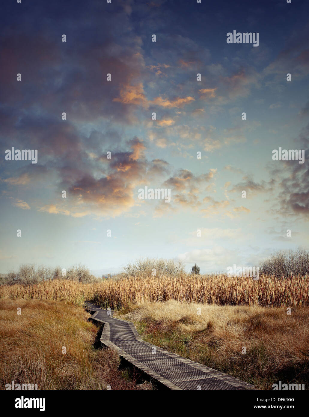 Promenade en bois menant dans les zones humides Banque D'Images