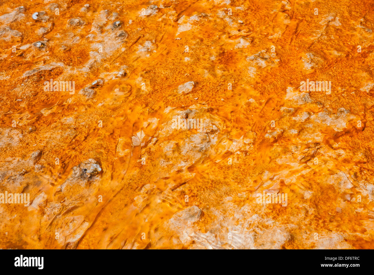 Tapis de bactéries colorées entourant Grand Prismatic Spring, Midway Geyser Basin, Parc National de Yellowstone, Wyoming Banque D'Images