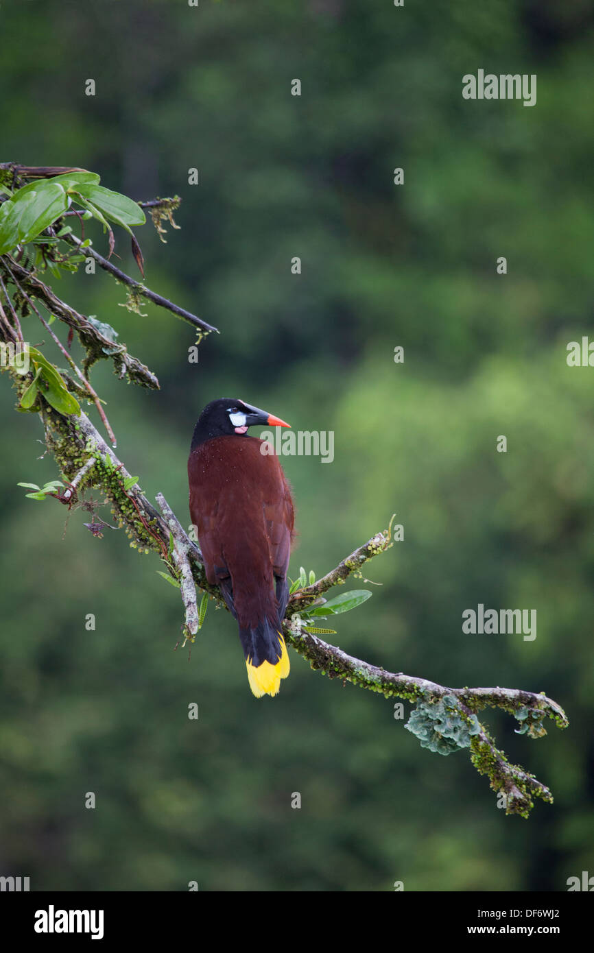 Montezuma Oropendola (Psarocolius montezuma) perchée sur une branche d'arbre dans la canopée de la forêt tropicale du nord du Costa Rica Banque D'Images Montezuma Oropendola (Psarocolius montezuma) perchée sur une branche d'arbre dans la canopée de la forêt tropicale du nord du Costa Rica Banque D'Images