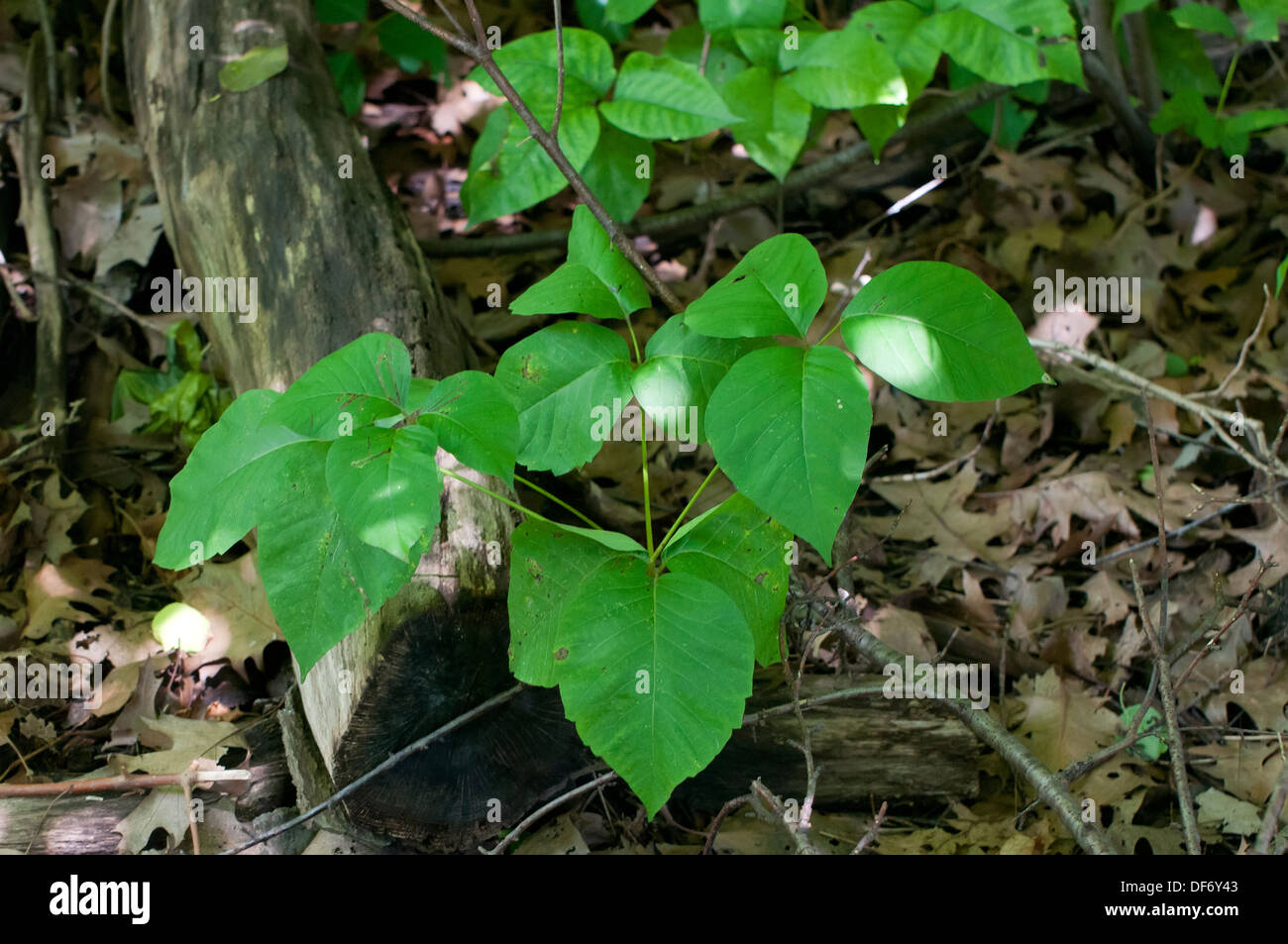 Poison Ivy, Toxicodendron radicans dans la forêt Banque D'Images