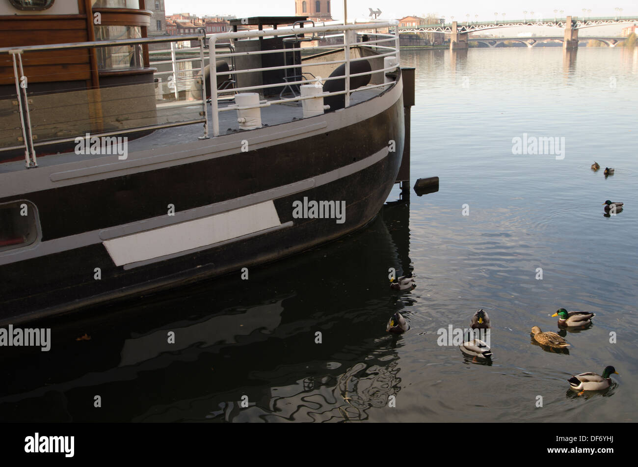 Europe, France, Toulouse, pont neuf, pont, Peniche, canard, Garonne, les animaux Banque D'Images