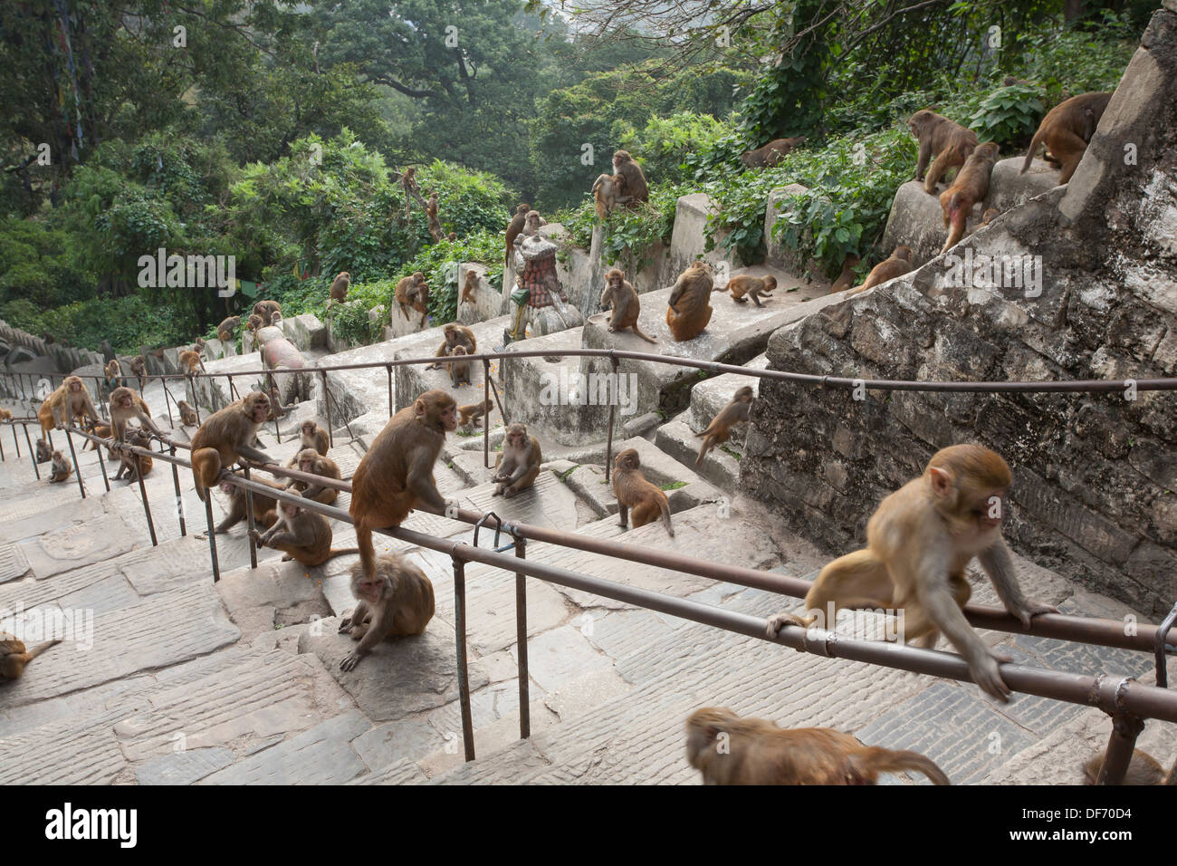 Horde de macaque au Temple de Swayambhunath (Monkey Temple bouddhiste) - Katmandou, Vallée de Katmandou, Népal, Zone Bagmati Banque D'Images