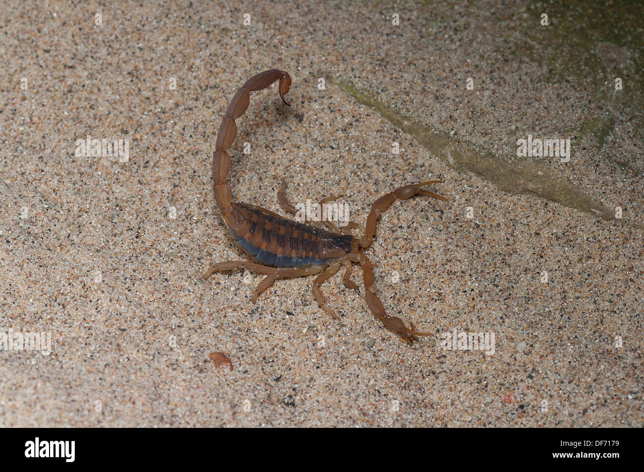 Écorce rayée Scorpion Centruroides vittatus, Scorpion, araignée, insectes de l'amérique du nord, les insectes venimeux insectes piqueurs, Banque D'Images