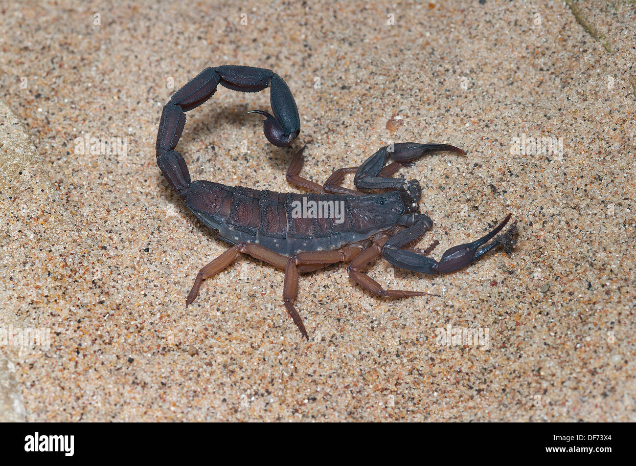 L'écorce de la Floride, Scorpion Centruroides gracilis, Scorpion, araignée, insectes de l'amérique du nord, les insectes venimeux insectes piqueurs, Banque D'Images