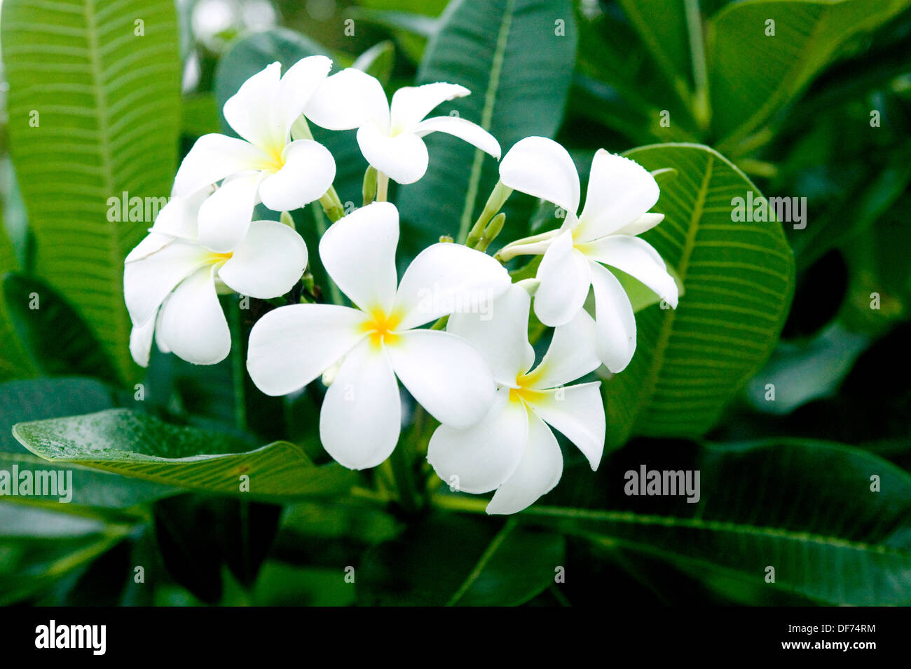 Une tête de fleurs de frangipanier blanc brillant avec un centre jaune entouré de feuilles de l'arbre. Banque D'Images