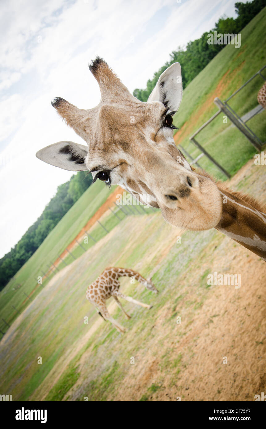 Les Girafes au Virginia Safari Park Banque D'Images