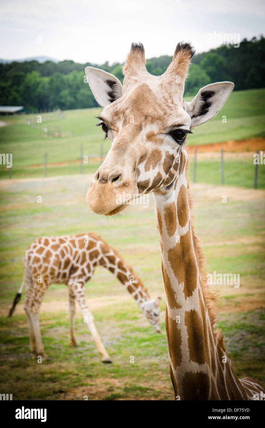 Les Girafes au Virginia Safari Park Banque D'Images
