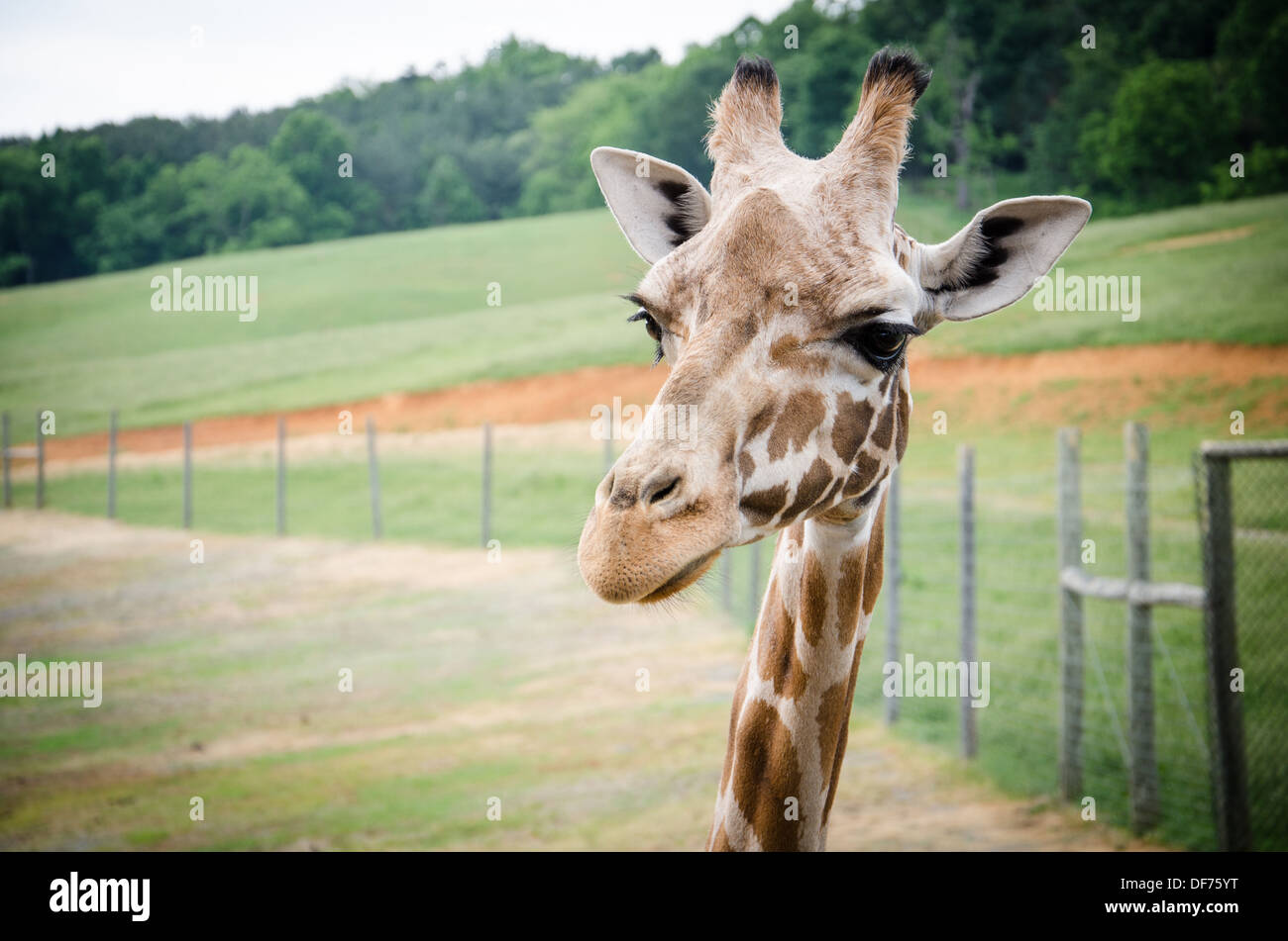Les Girafes au Virginia Safari Park Banque D'Images