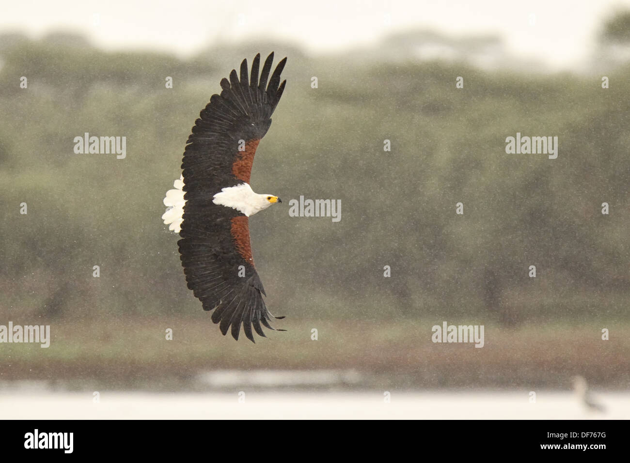Un poisson africain en vol de l'aigle. Banque D'Images