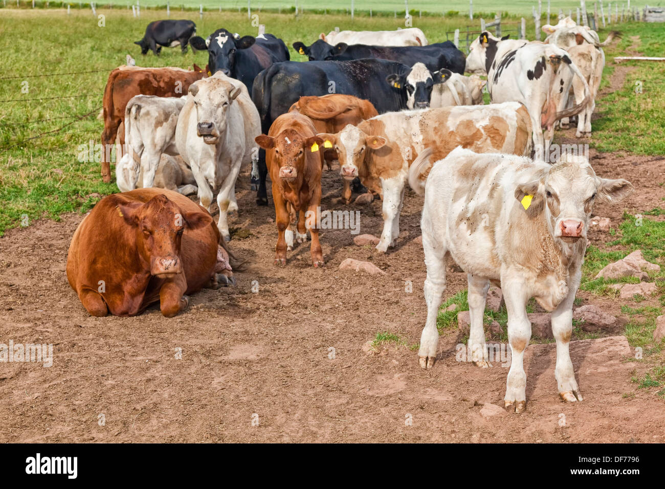 Différents types de bétail et de bovins de races mélanger dans un enclos de ferme. Banque D'Images