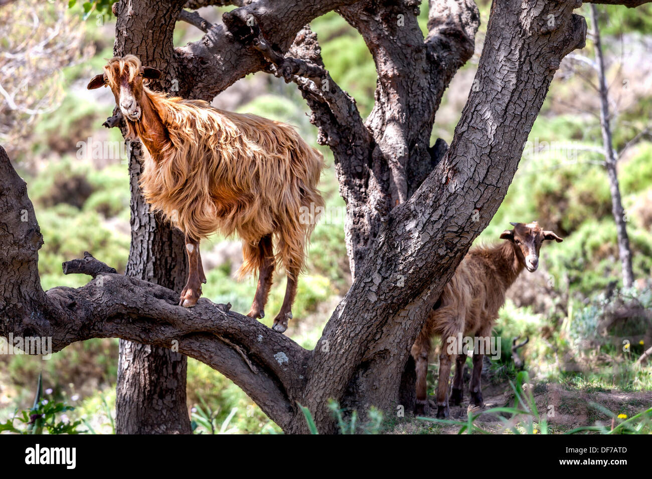 Chèvre brune sauvage dans un arbre en Crète en Grèce Banque D'Images