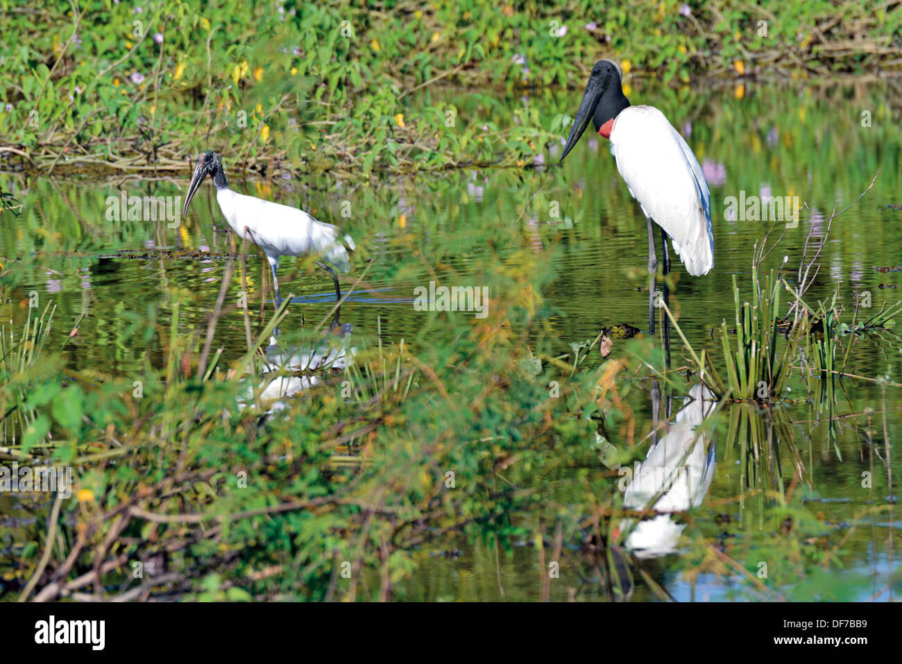 Brésil, Pantanal : cigogne Jabiru mycteria (Jabriu) et Stork (Mycteria americana commun) à la recherche de nourriture Banque D'Images