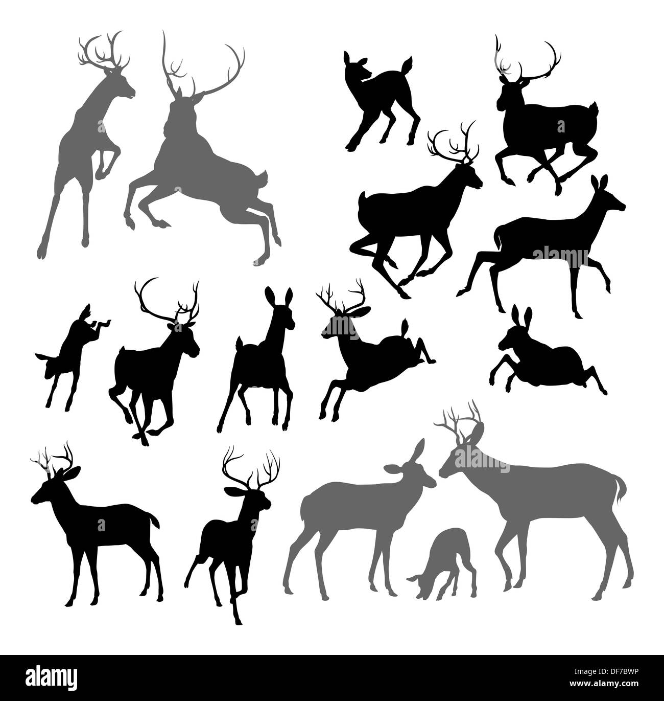 Silhouette deer fawn, y compris doe bucks et Stag. Deux cerfs aussi lutter contre un groupe de famille et Banque D'Images