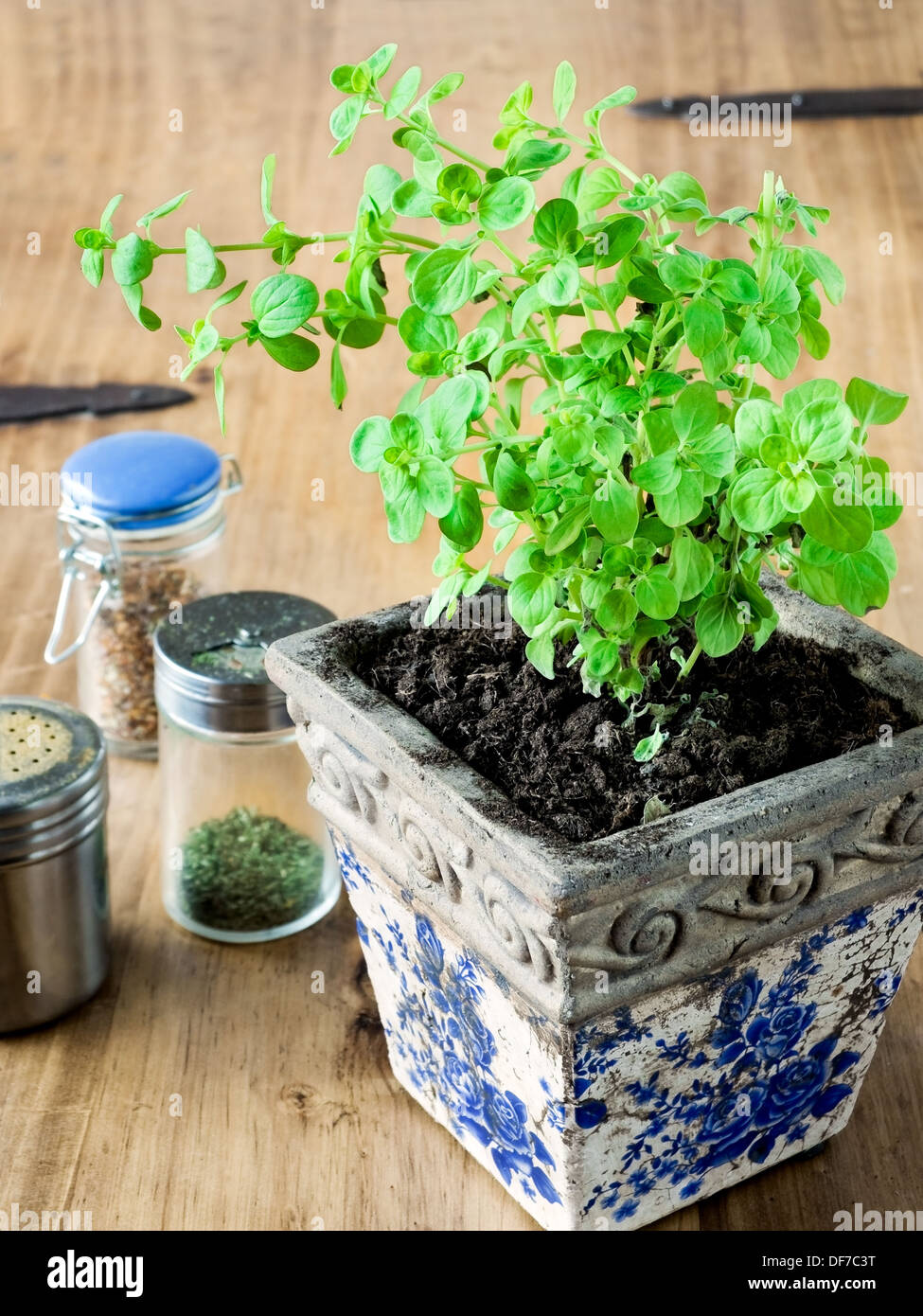 Origan frais plante dans un pot rustique. Banque D'Images