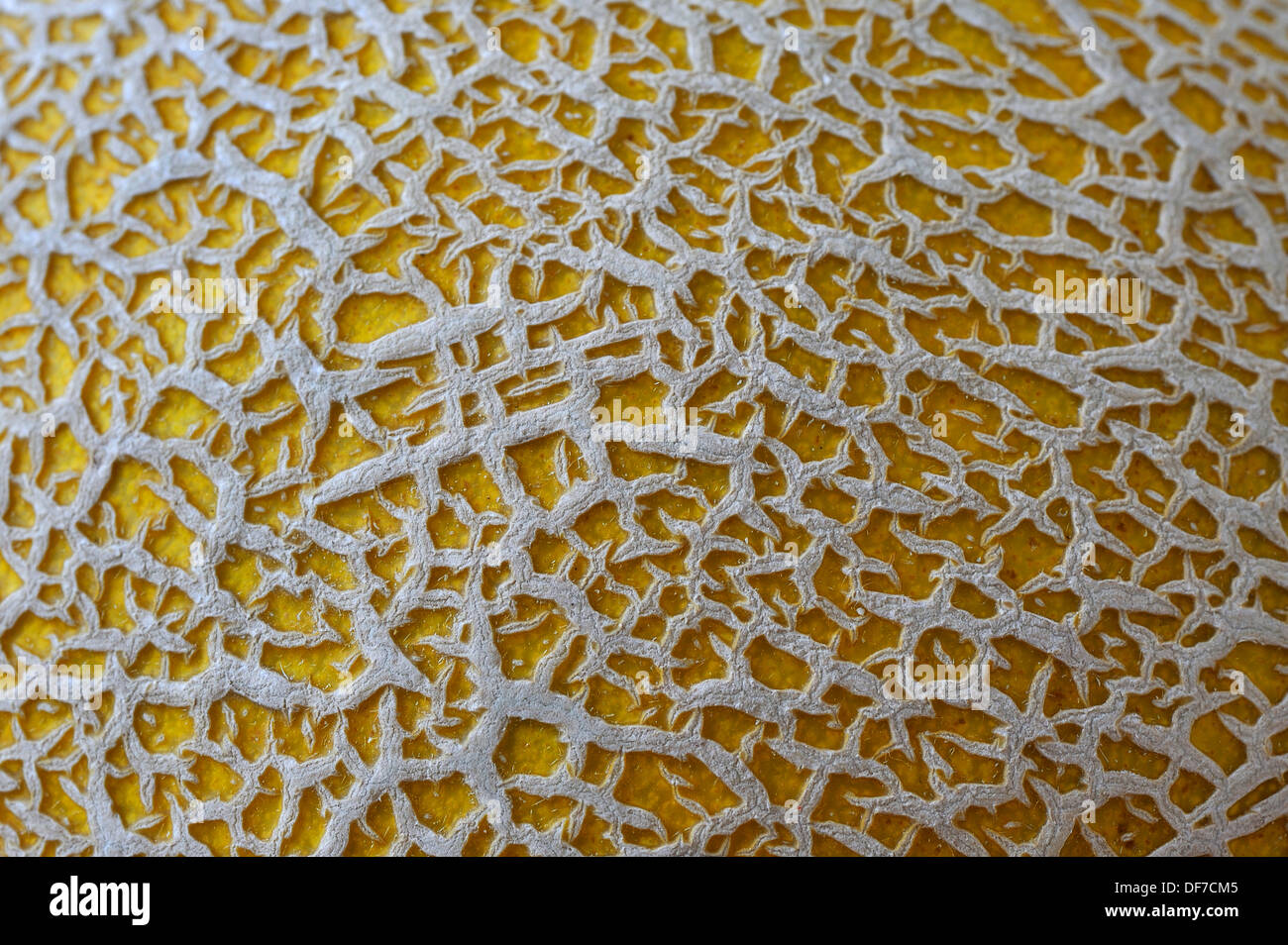 Peau d'un melon (Cucumis melo cantalupensis var), close-up Banque D'Images