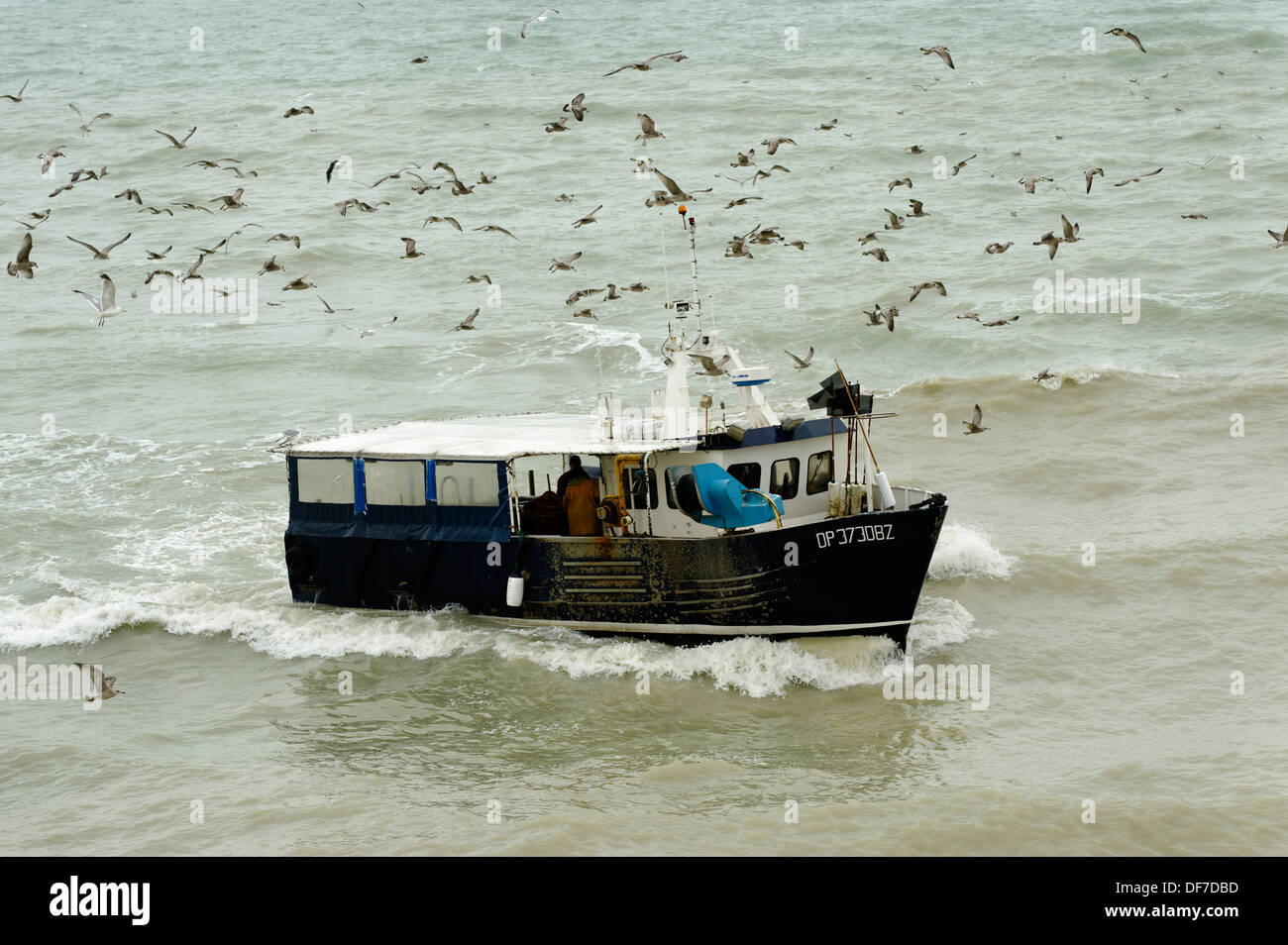 L'essaimage des mouettes autour d'un bateau de pêche, Le Tréport, département Seine-Maritime, Haute-Normandie, France Banque D'Images