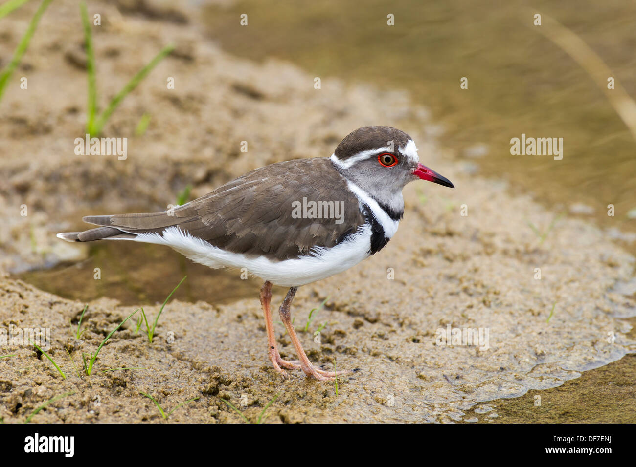 Trois-banded Plover (Charadrius tricollaris), Purros, Kaokoland, Kunene, Namibie Banque D'Images