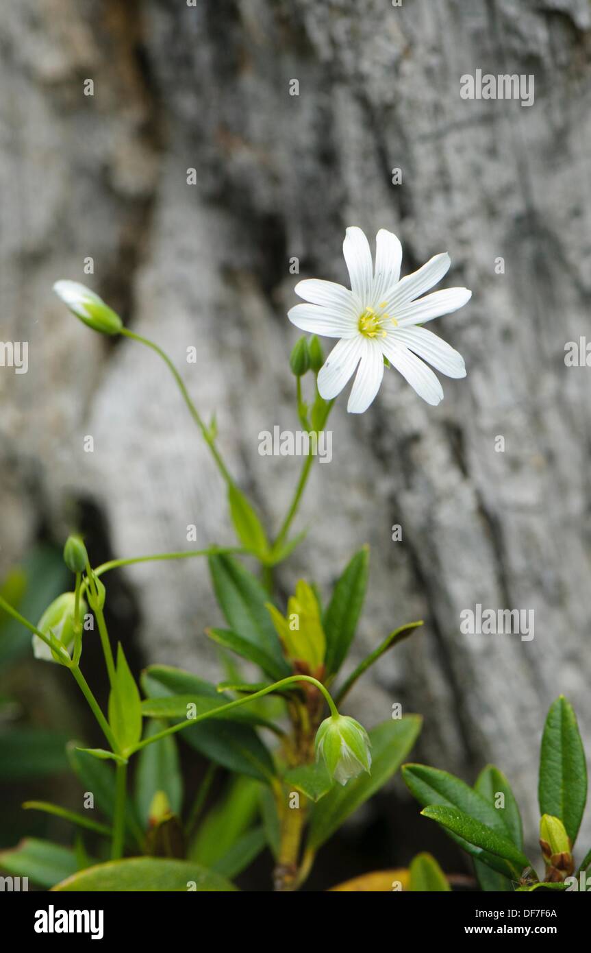 Fleurs Sauvages De Montagne Blanche Entre Les Arbustes