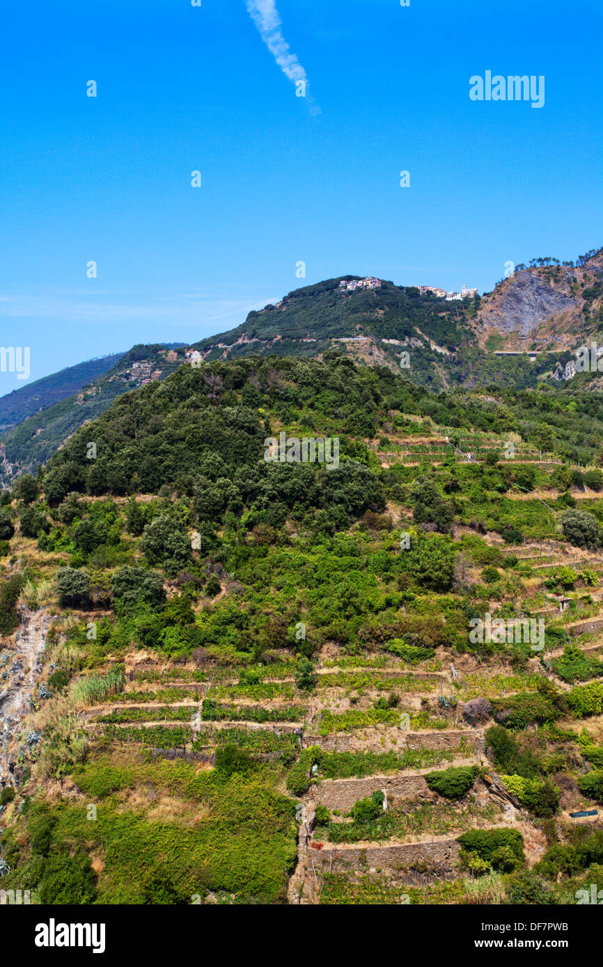 Vignobles en terrasses à Corniglia avec San Bernardino AboveCinque Terre Ligurie Italie Banque D'Images