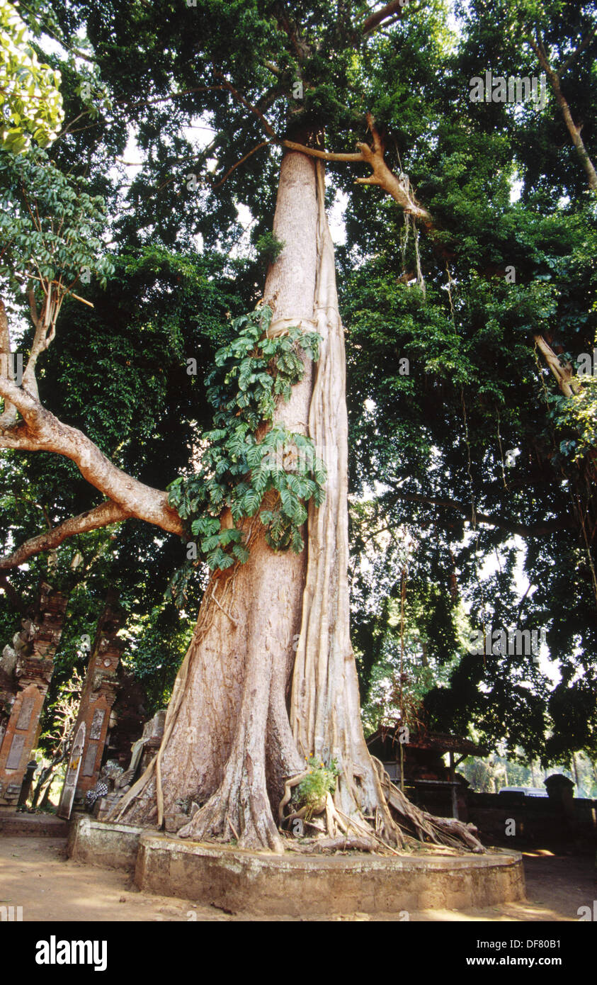 Arbre de banian (ficus indica) près de temple à Ubud. Bali, Indonésie Photo  Stock - Alamy