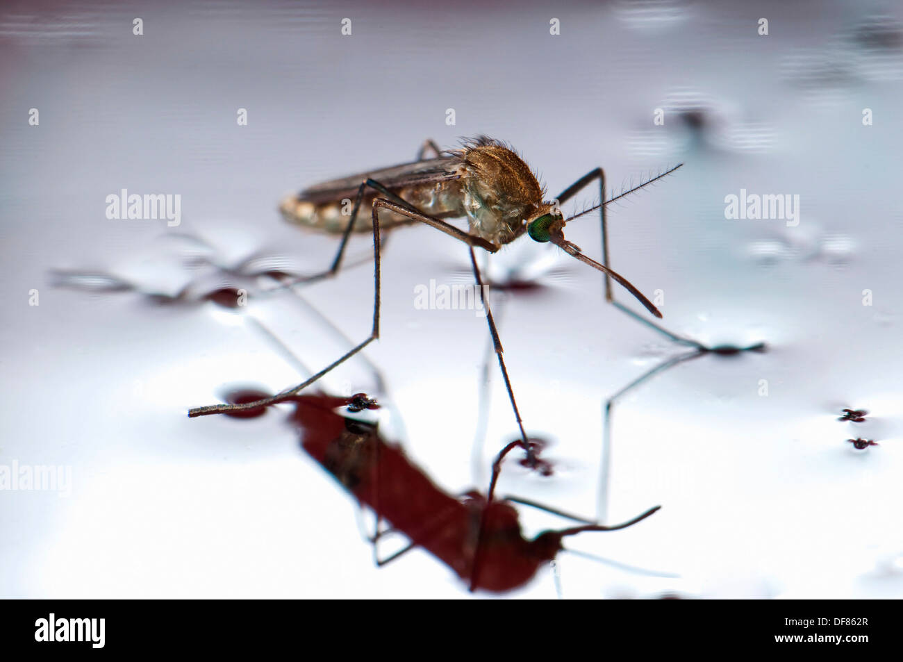 De Nouveau Ne Fraichement Chrysalide Femelle Moustique Culex Pipiens Flottant Dans L Eau Avant De Commencer A S Envoler L Abondance Des Larves Photo Stock Alamy