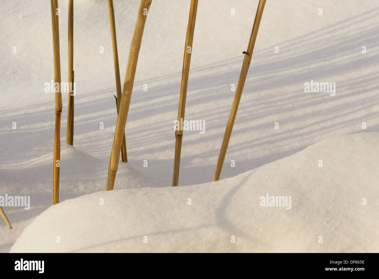 Tiges de bambou dans le jardin couvert de neige. Banque D'Images